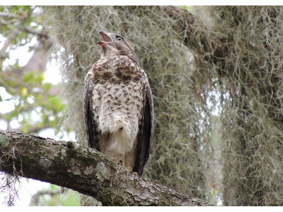 Buteo lineatus