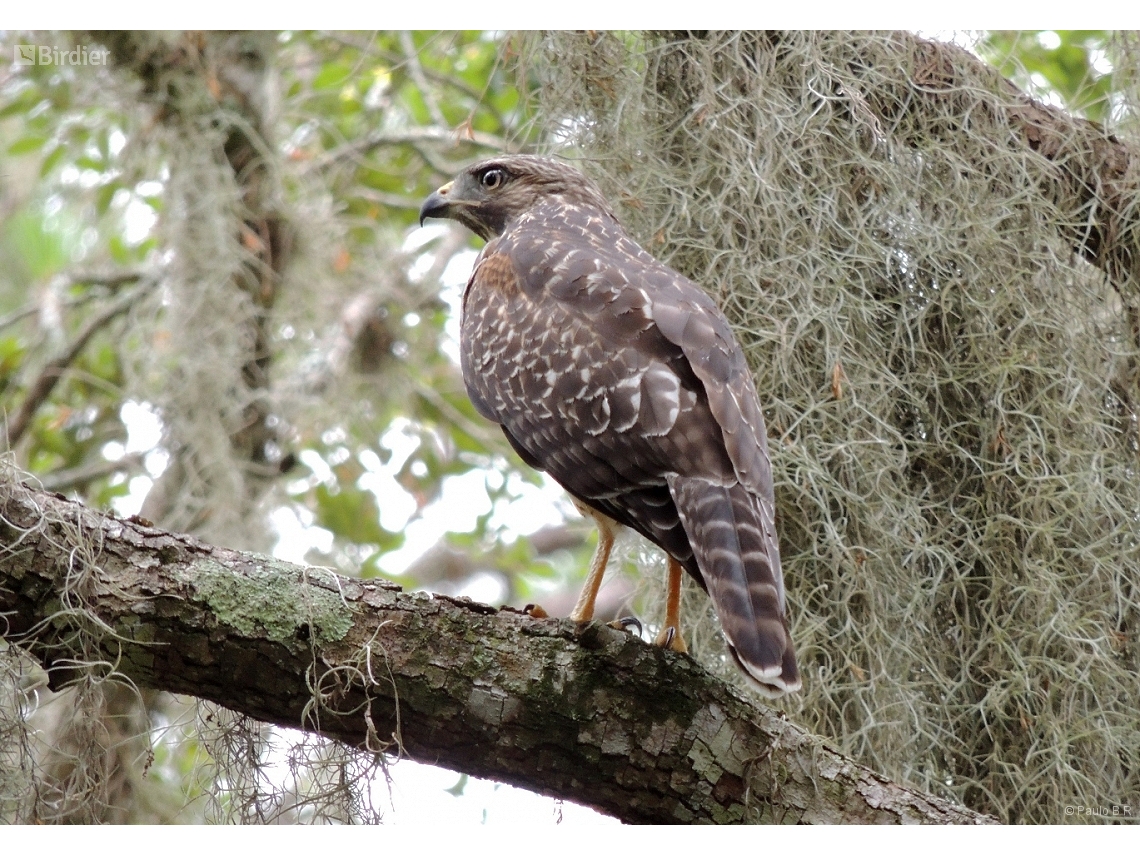 Buteo lineatus