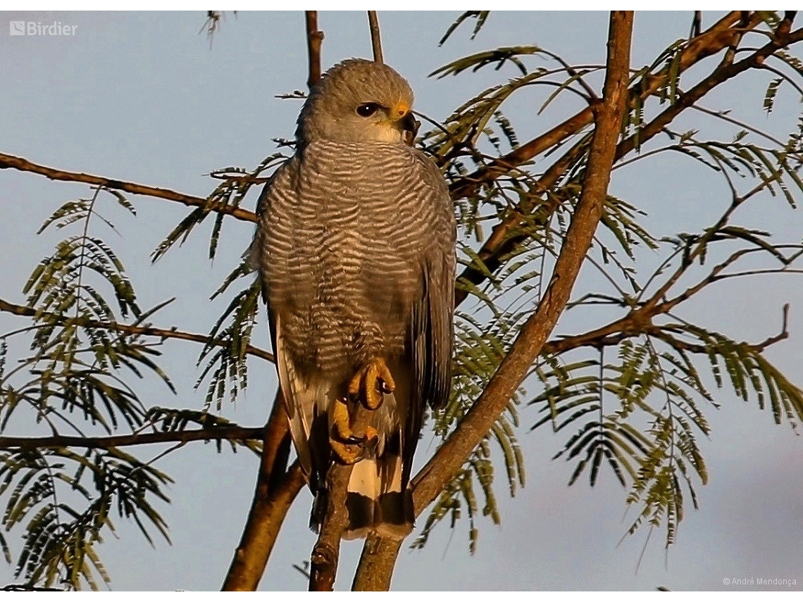 Buteo nitidus