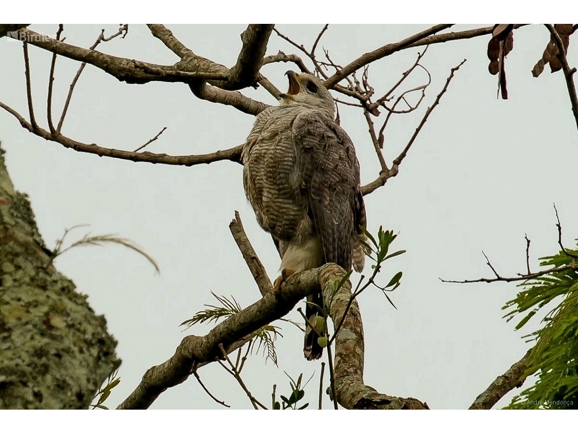 Buteo nitidus