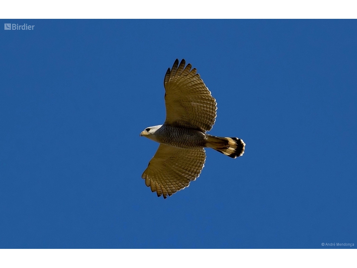 Buteo nitidus