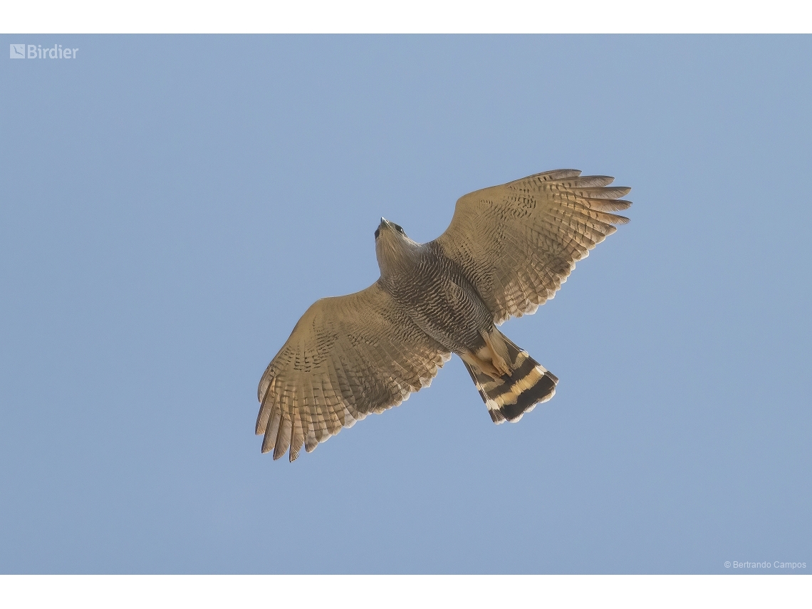 Buteo nitidus