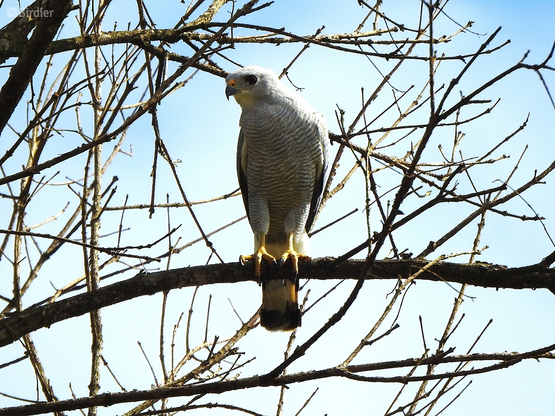 Buteo nitidus