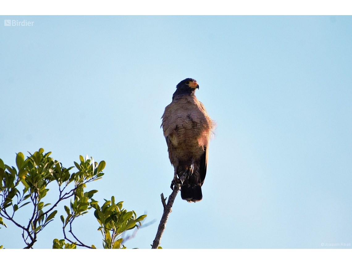 Buteogallus aequinoctialis