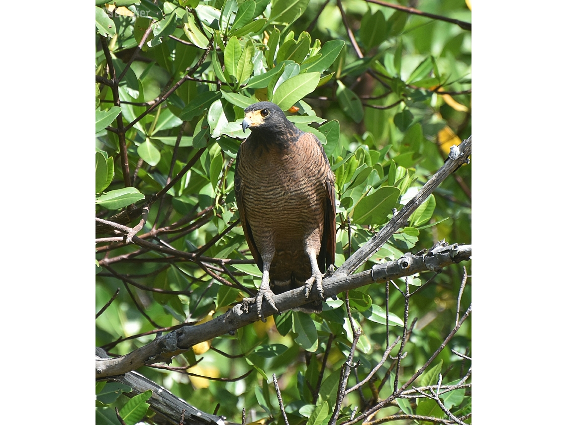 Buteogallus aequinoctialis