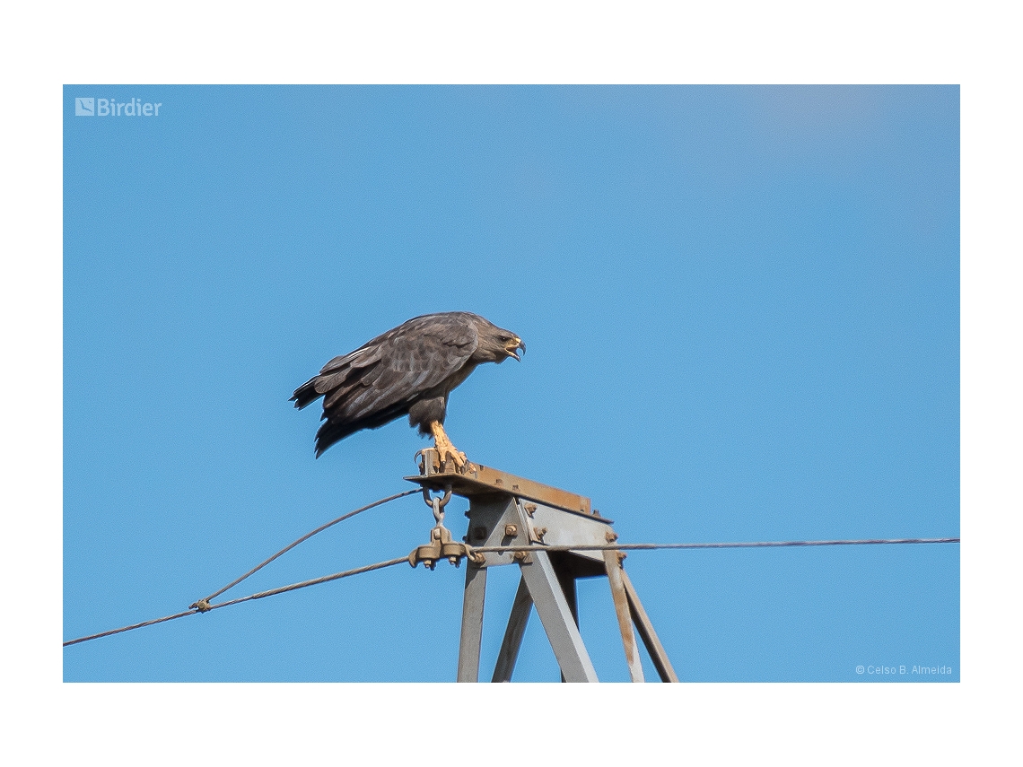 Buteogallus coronatus