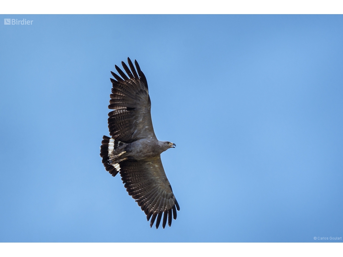 Buteogallus coronatus