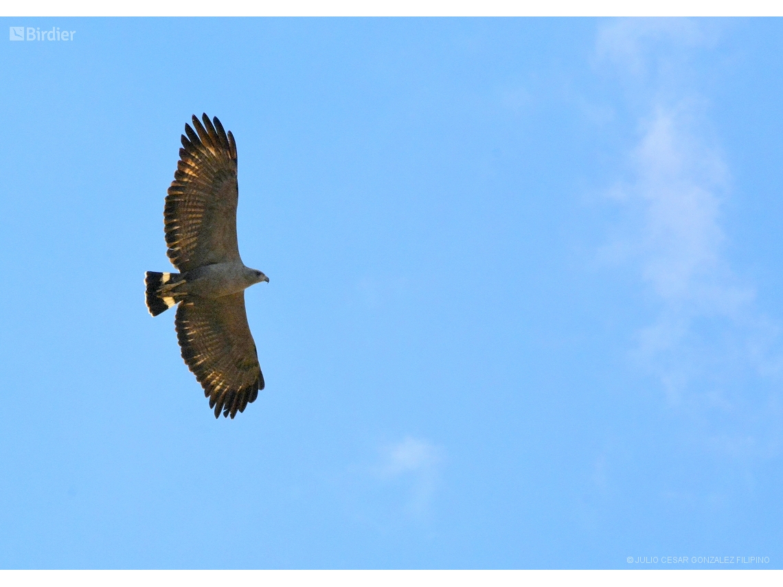 Buteogallus coronatus