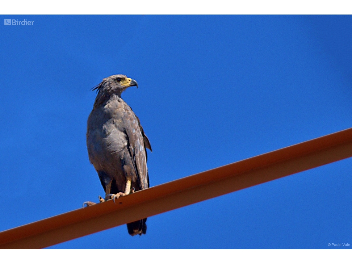 Buteogallus coronatus