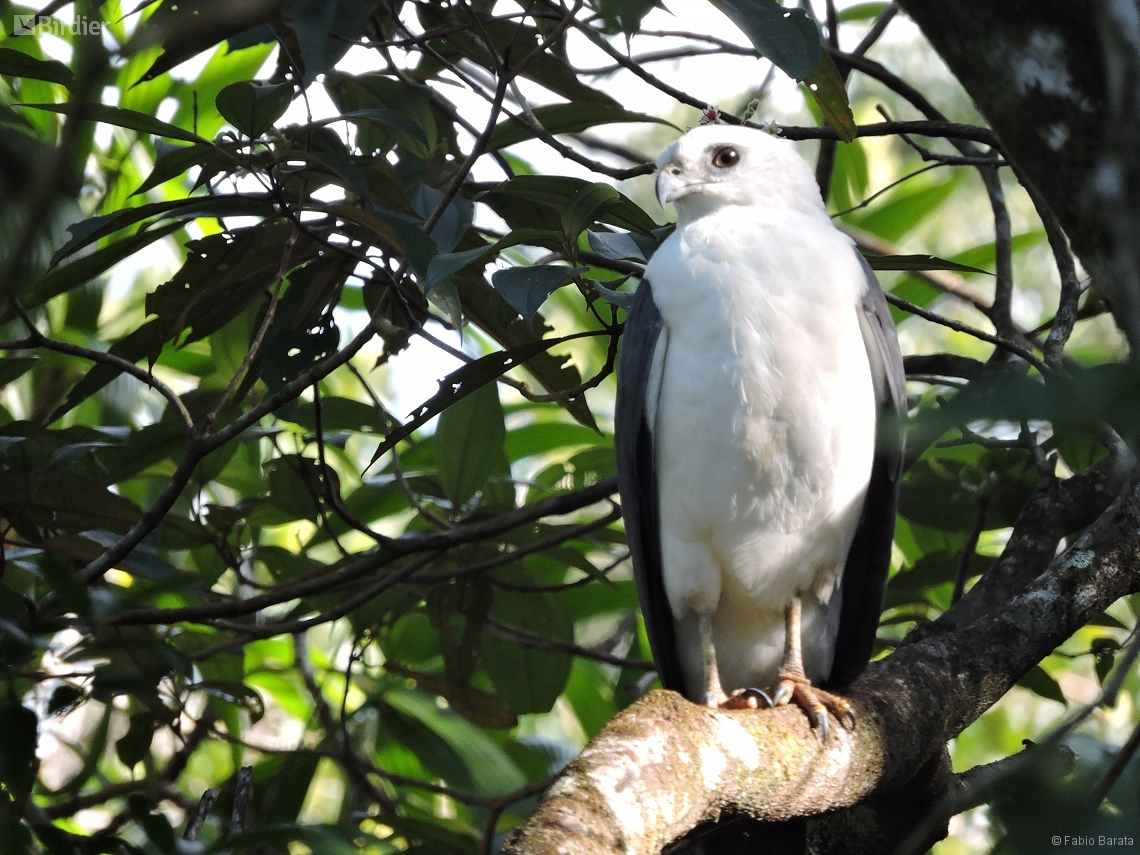 Buteogallus lacernulatus