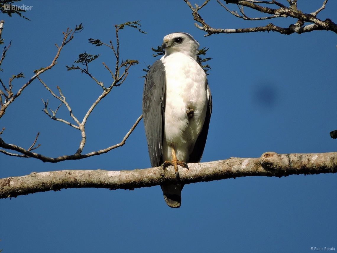 Buteogallus lacernulatus