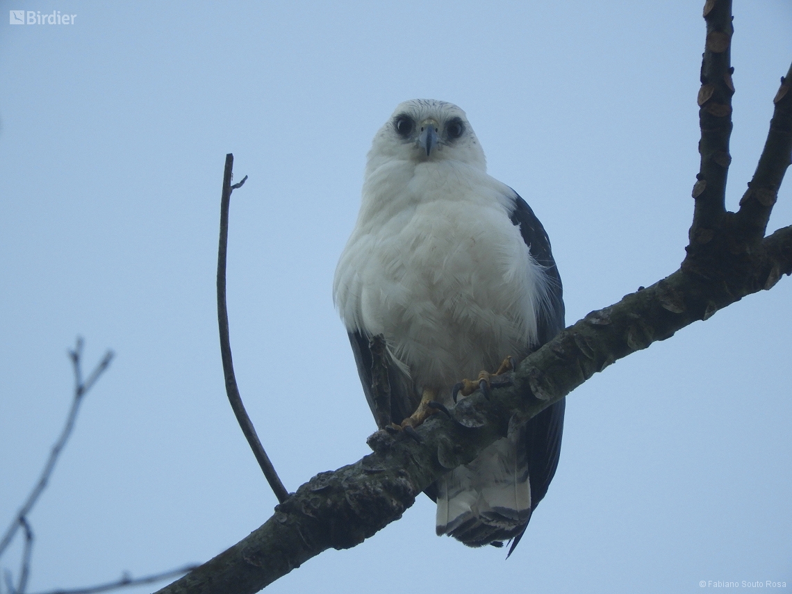 Buteogallus lacernulatus