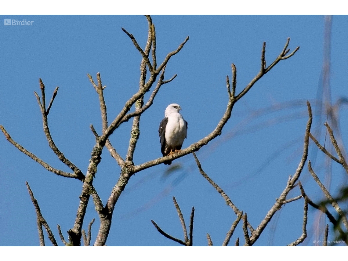 Buteogallus lacernulatus