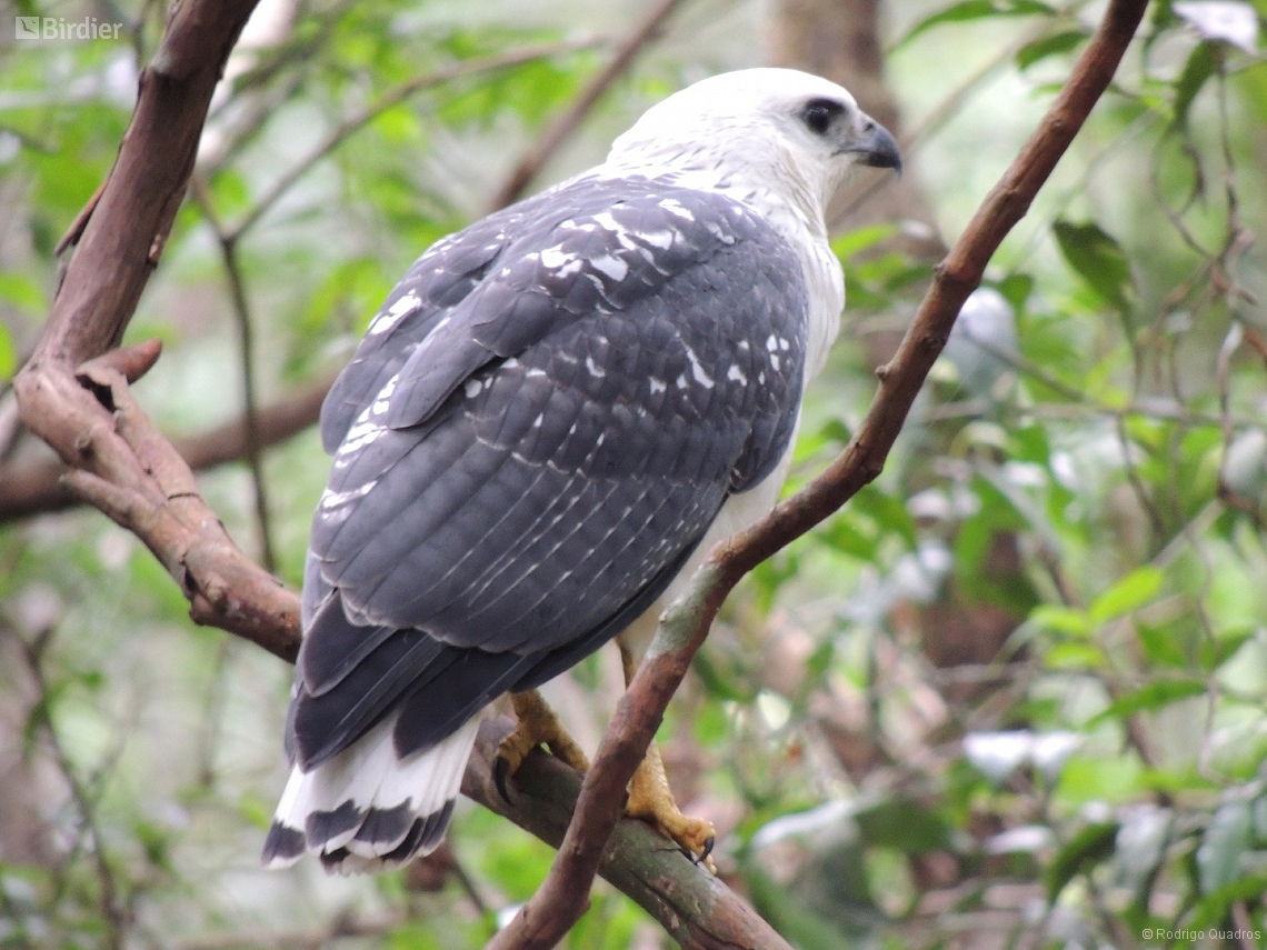 Buteogallus lacernulatus