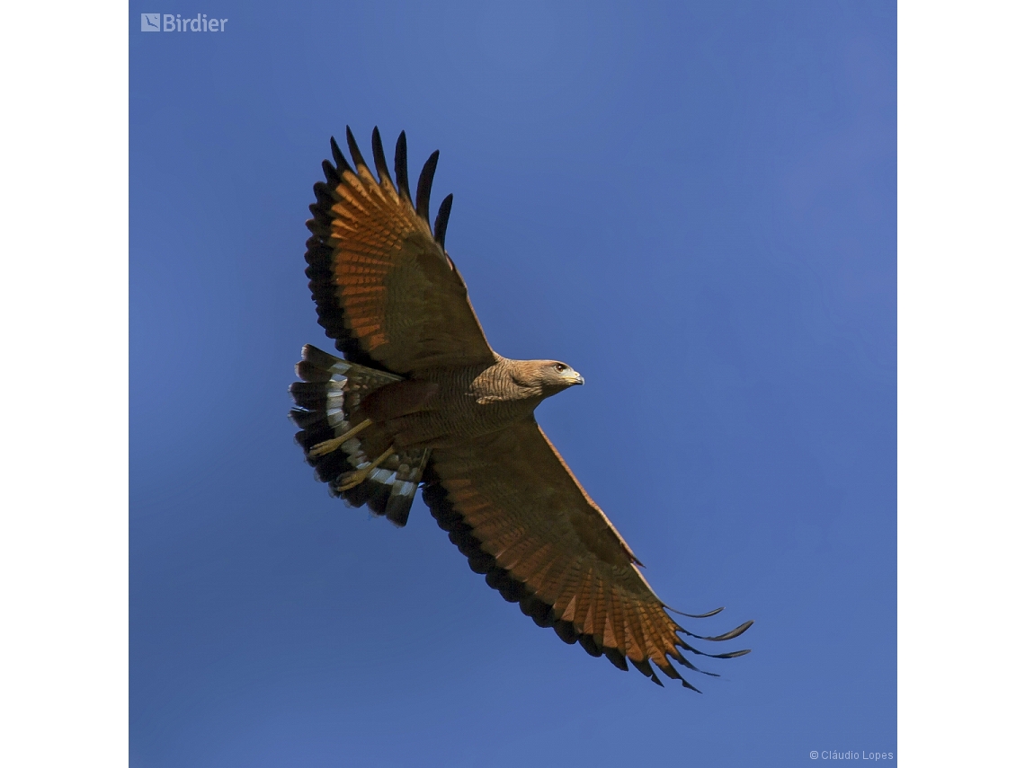 Buteogallus meridionalis