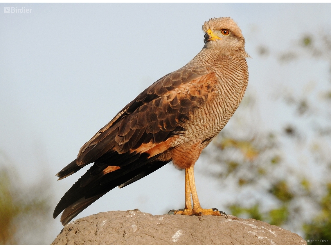 Buteogallus meridionalis