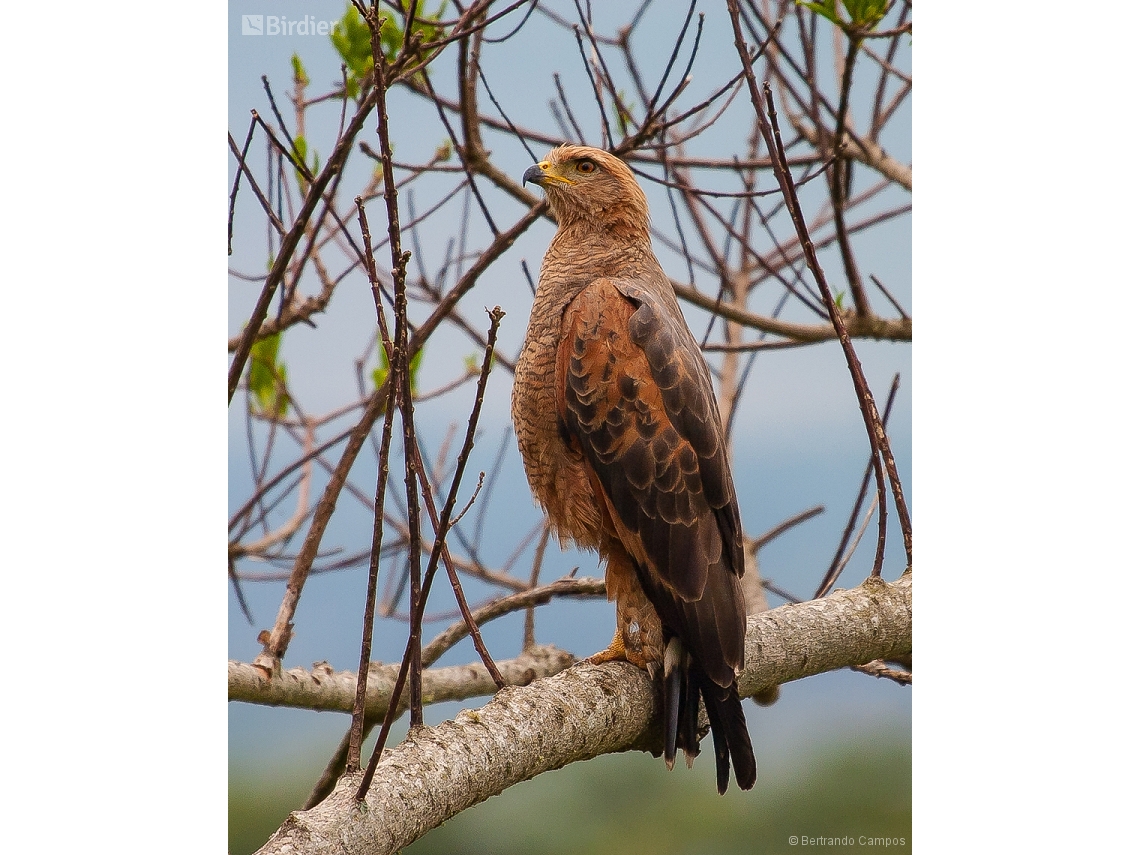 Buteogallus meridionalis