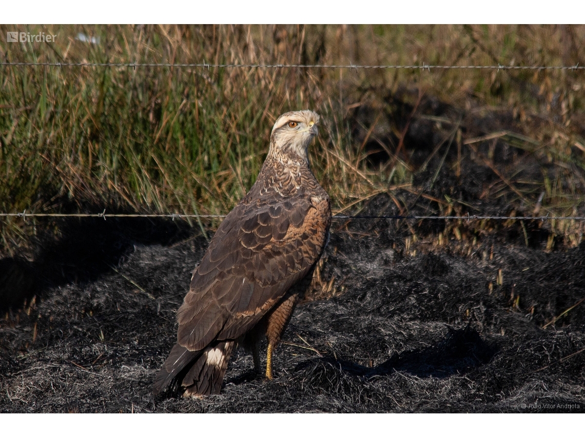 Buteogallus meridionalis