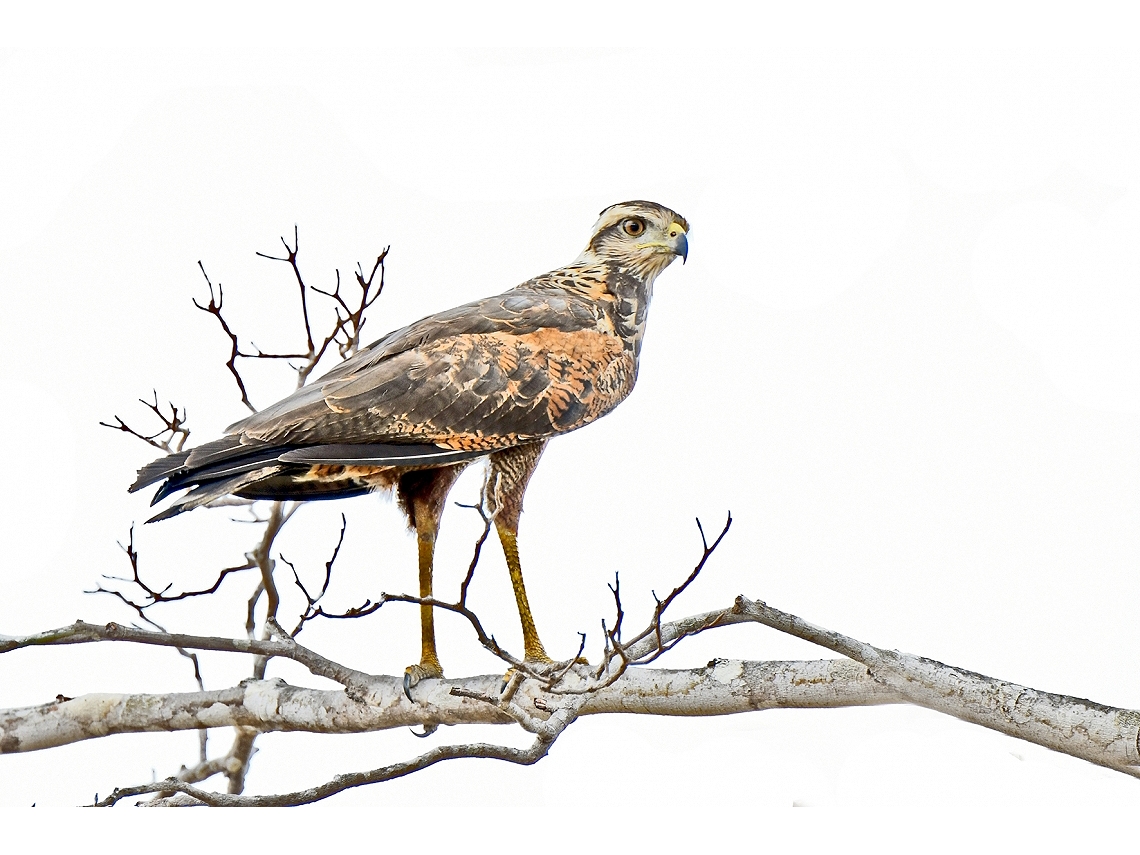 Buteogallus meridionalis