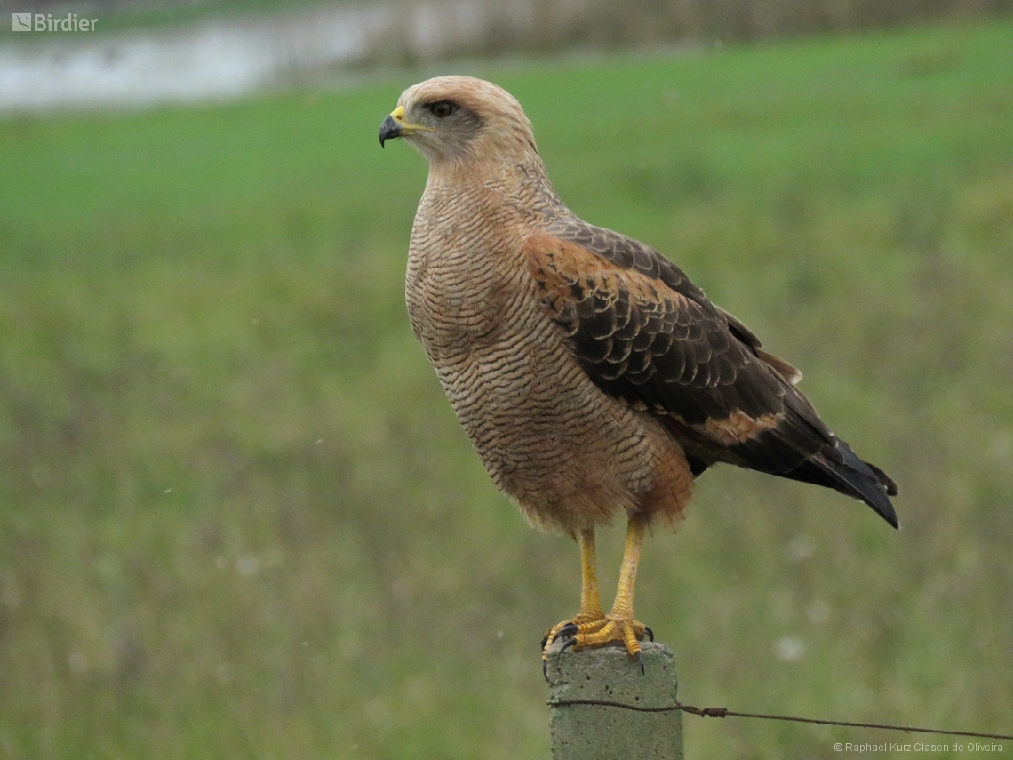 Buteogallus meridionalis