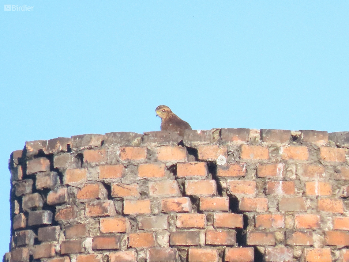 Buteogallus meridionalis