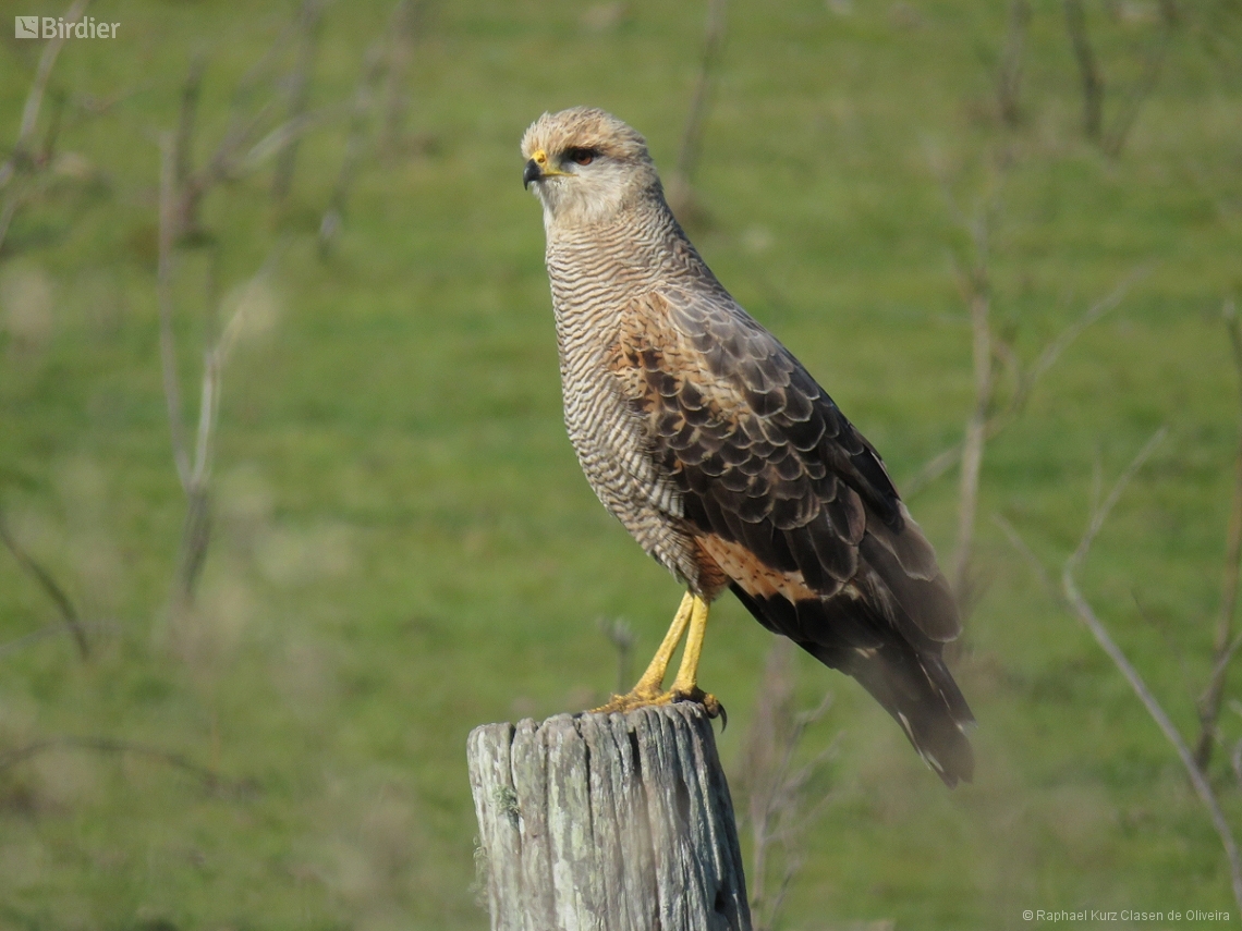Buteogallus meridionalis