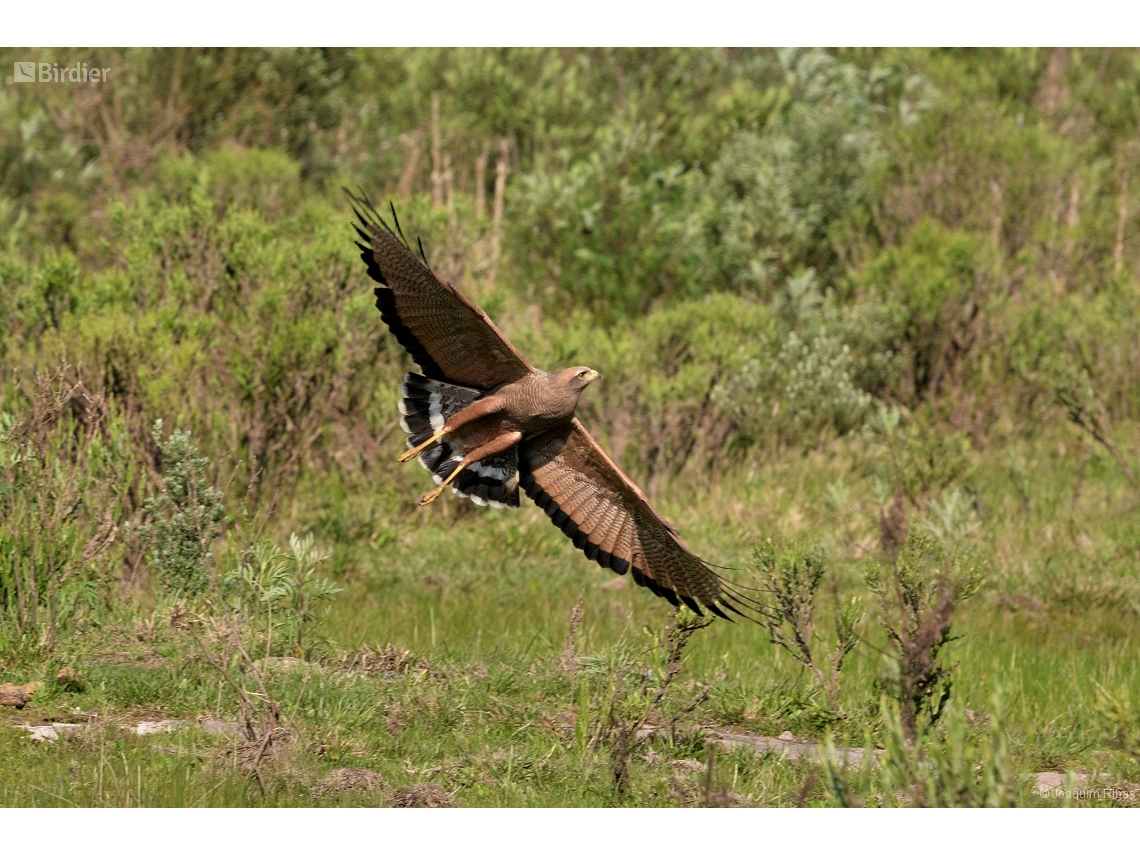 Buteogallus meridionalis