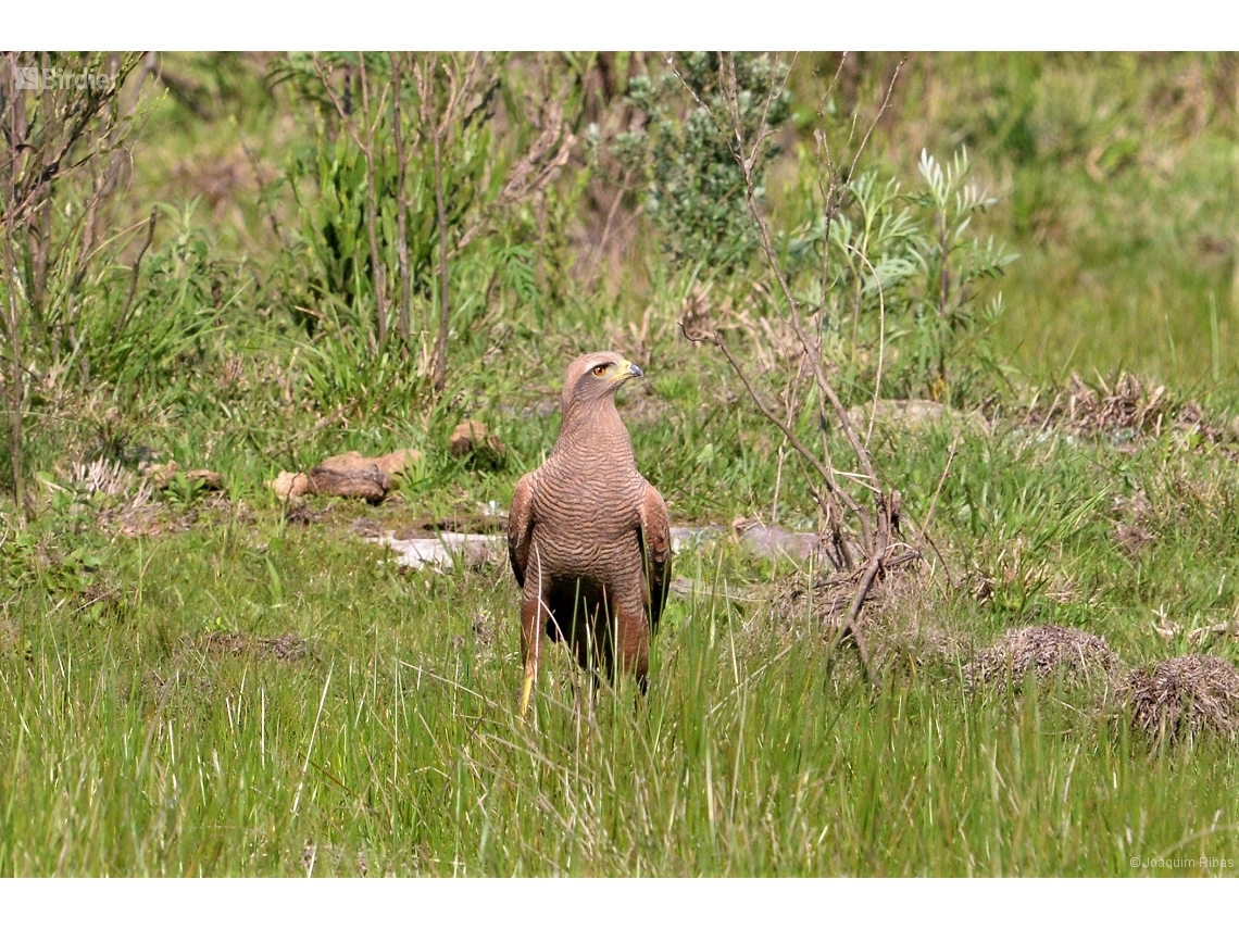 Buteogallus meridionalis