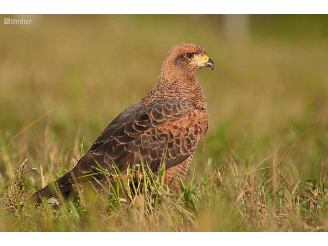 Buteogallus meridionalis