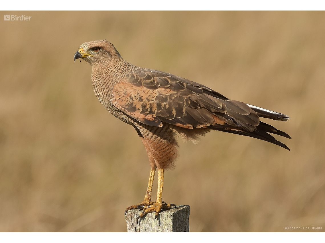 Buteogallus meridionalis