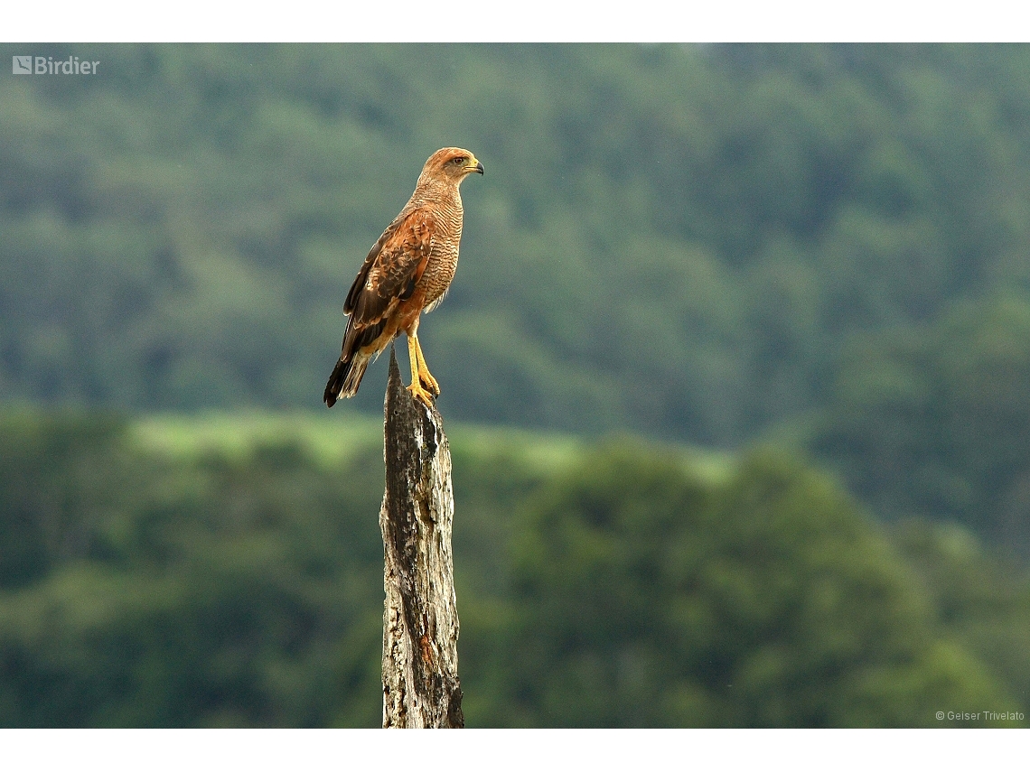 Buteogallus meridionalis