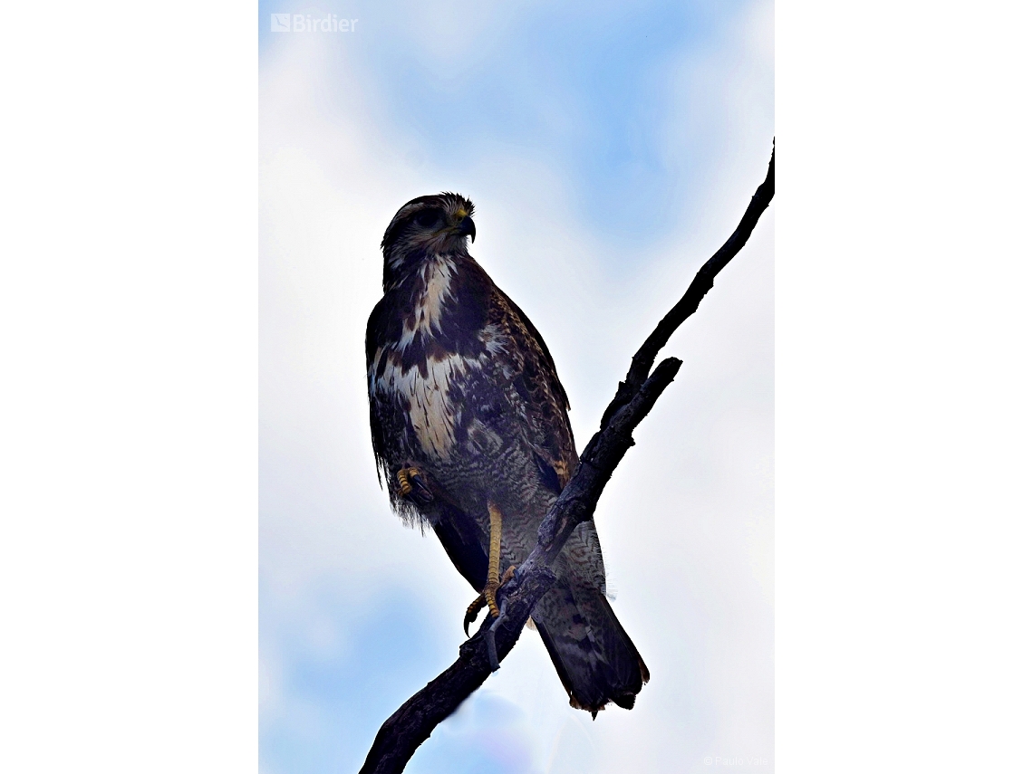 Buteogallus meridionalis