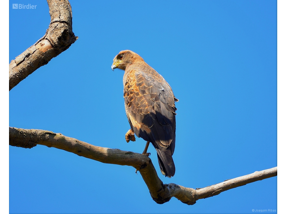 Buteogallus meridionalis