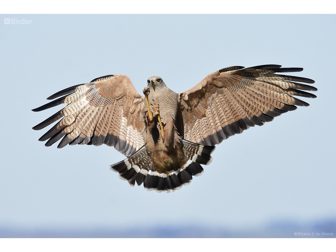 Buteogallus meridionalis