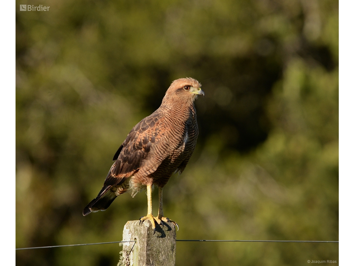 Buteogallus meridionalis