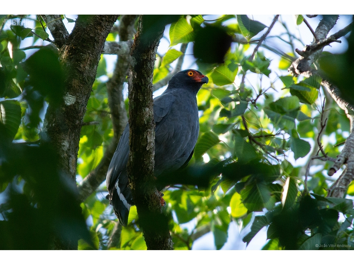 Buteogallus schistaceus