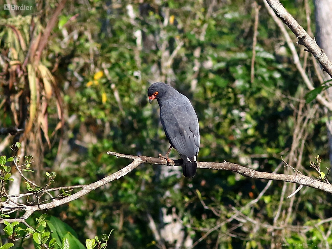 Buteogallus schistaceus