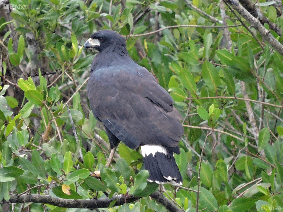 Buteogallus urubitinga