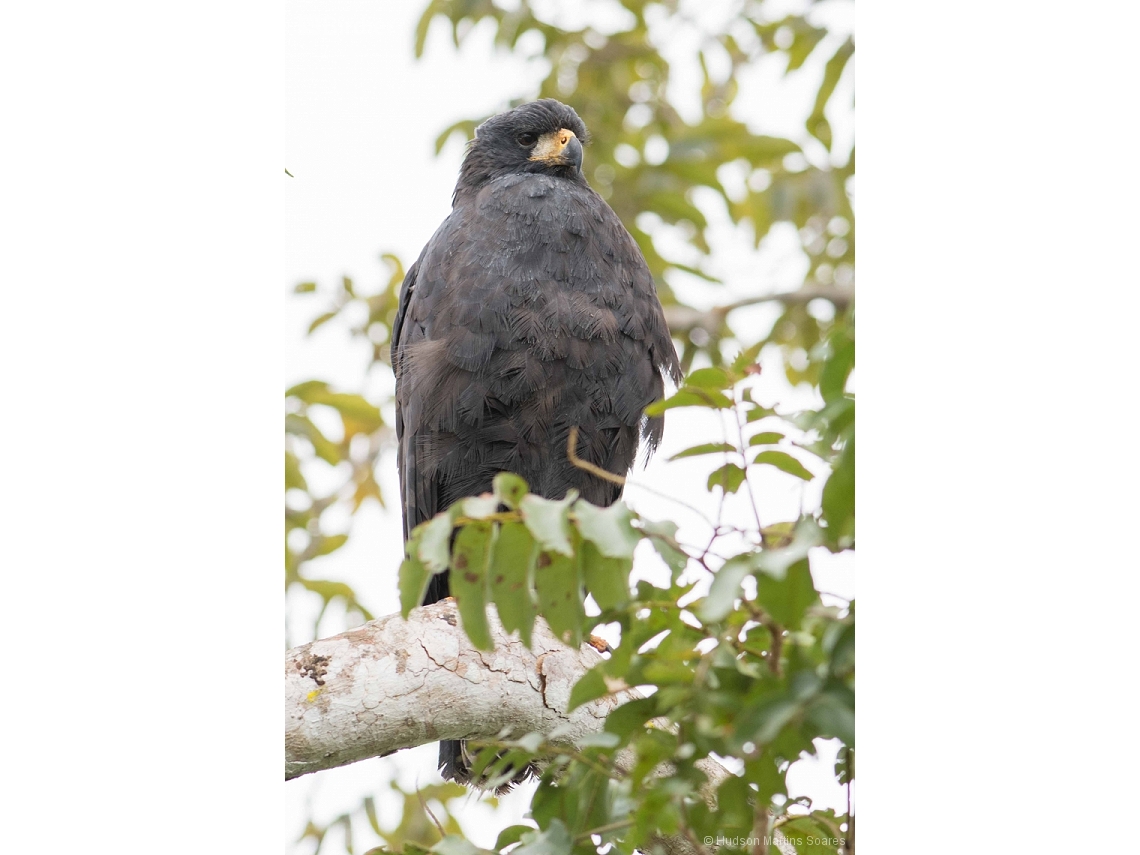 Buteogallus urubitinga