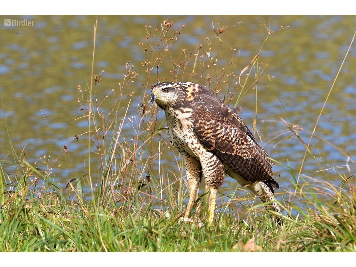 Buteogallus urubitinga