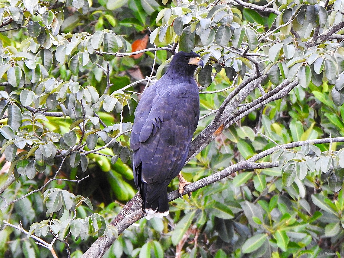 Buteogallus urubitinga