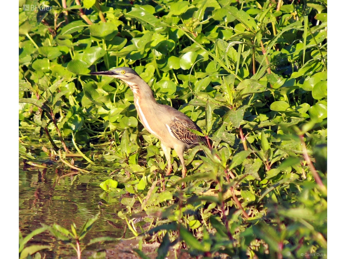 Butorides striata