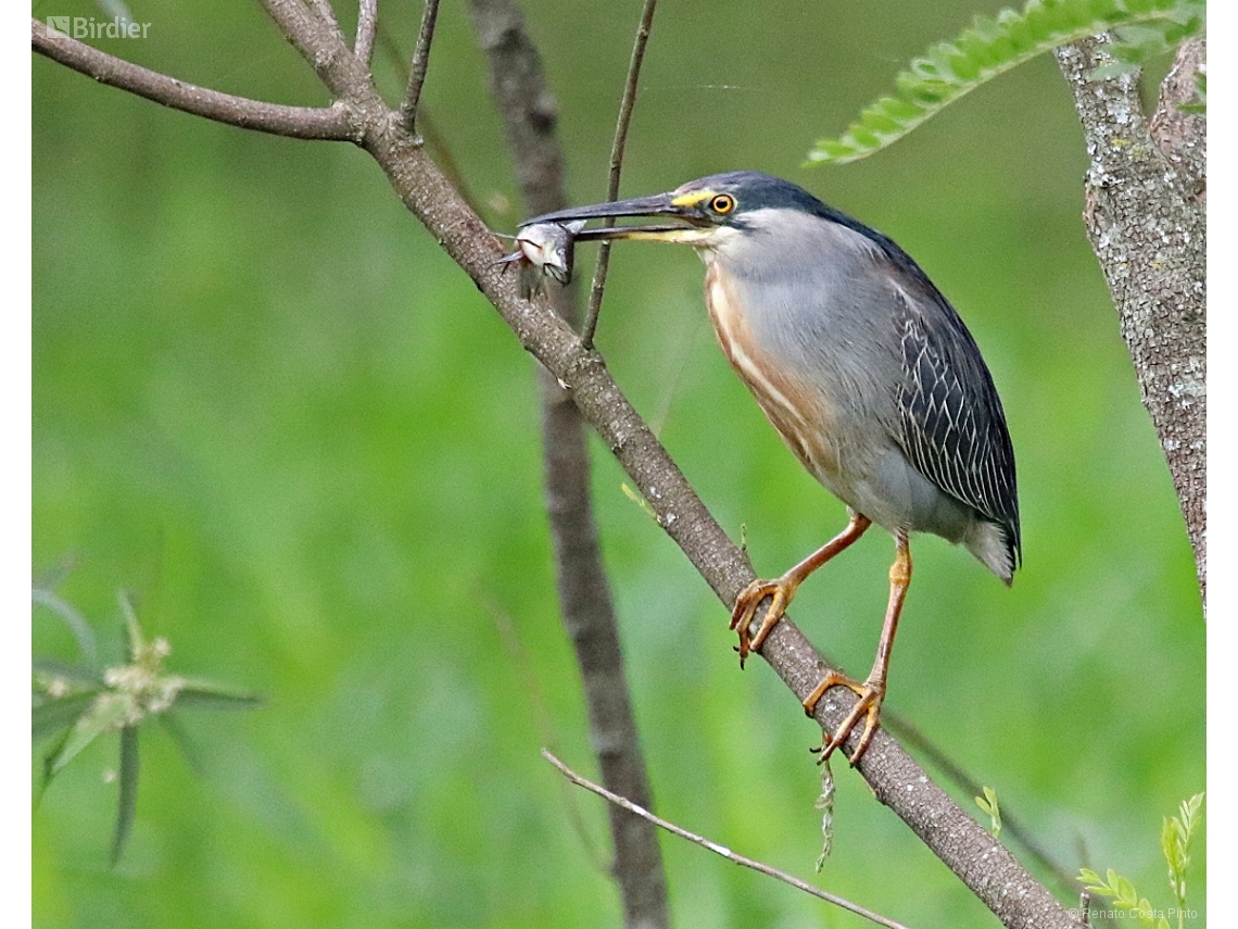 Butorides striata