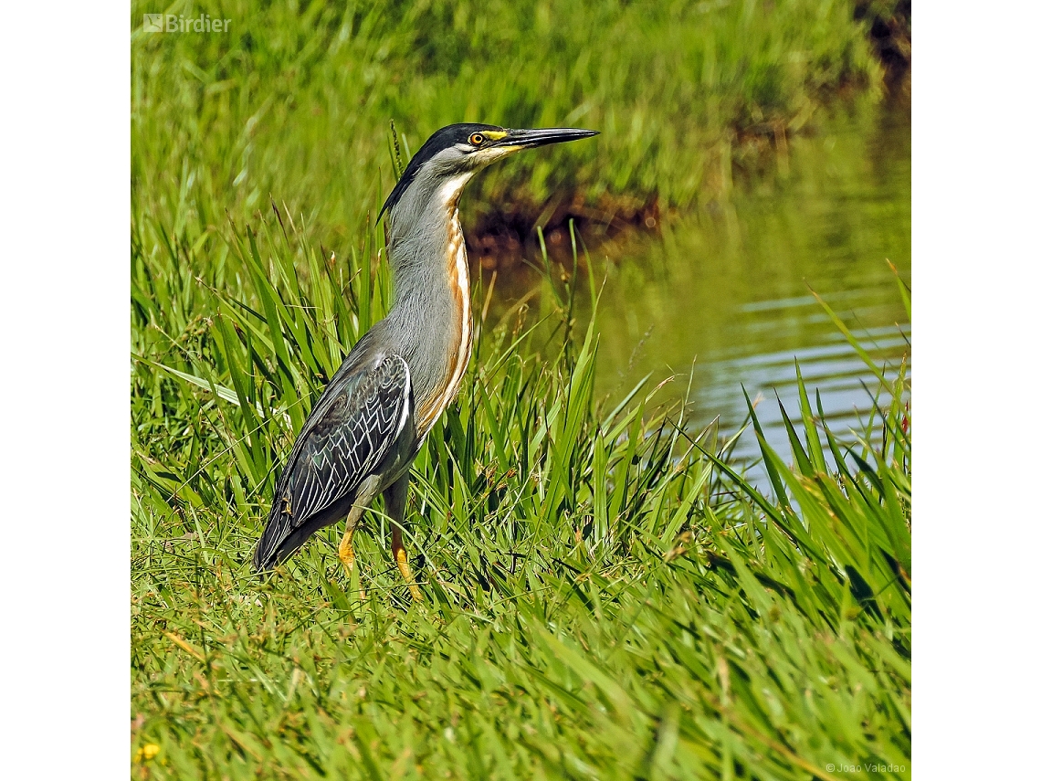 Butorides striata