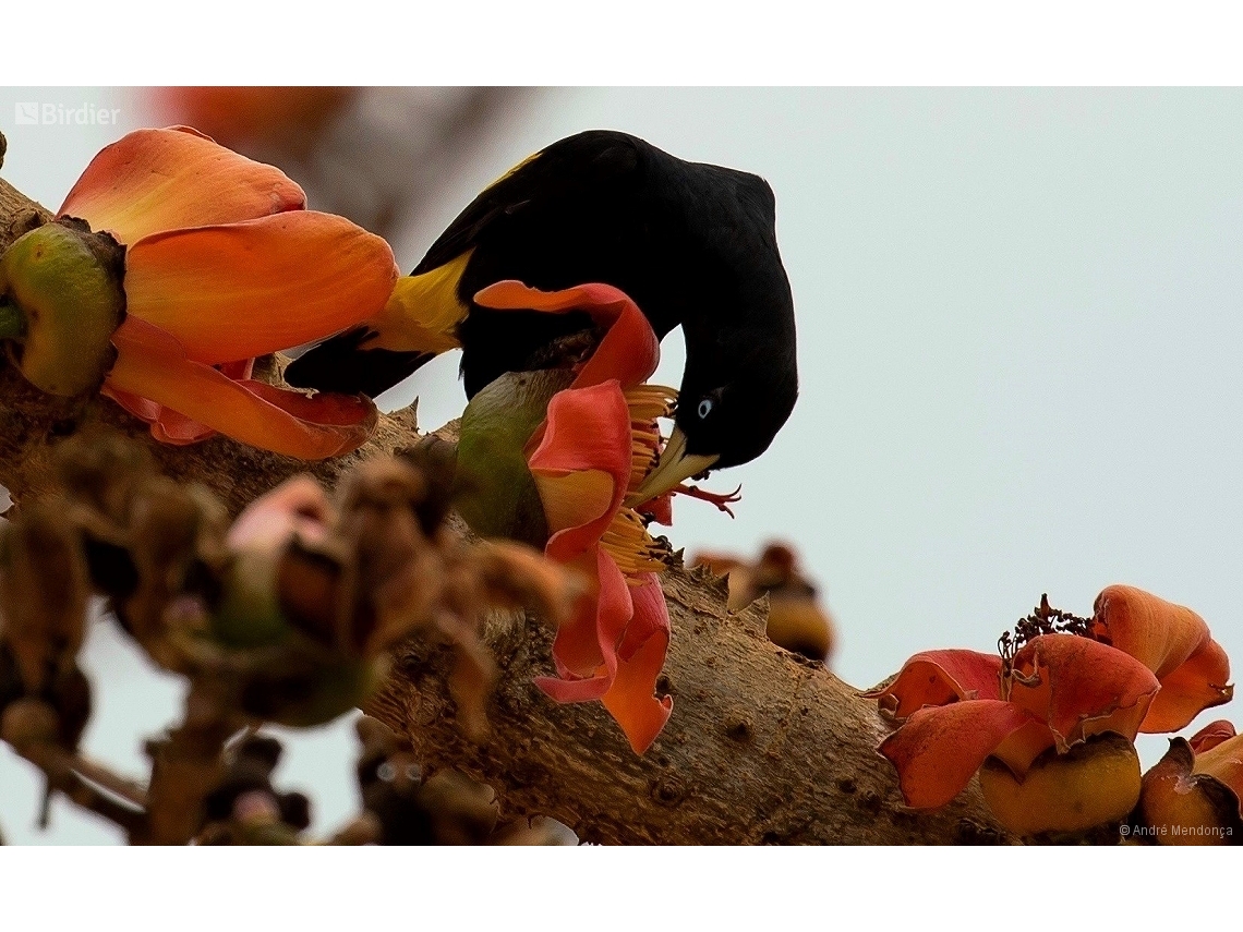 Cacicus cela