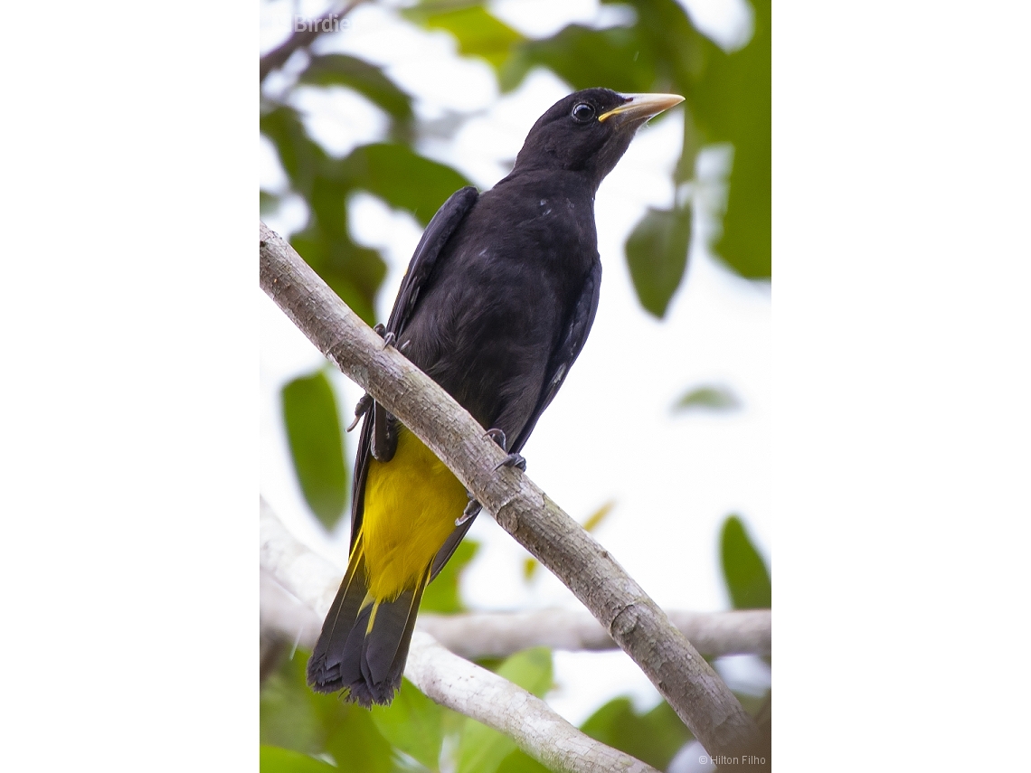 Cacicus cela
