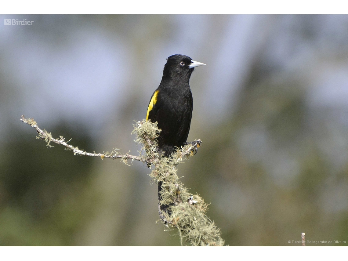 Cacicus chrysopterus