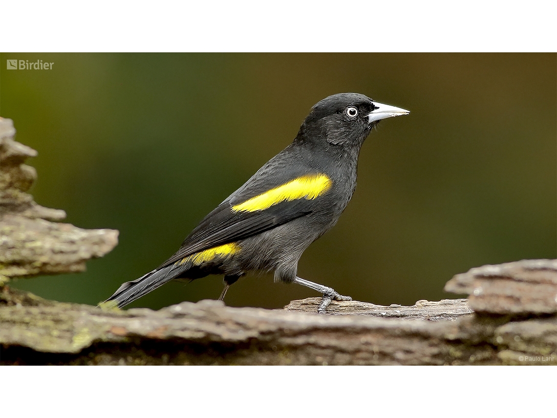 Cacicus chrysopterus