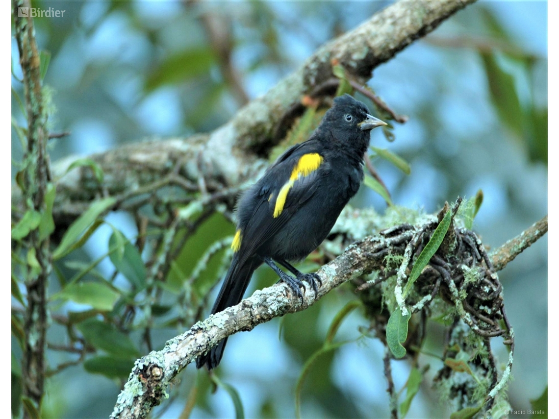 Cacicus chrysopterus