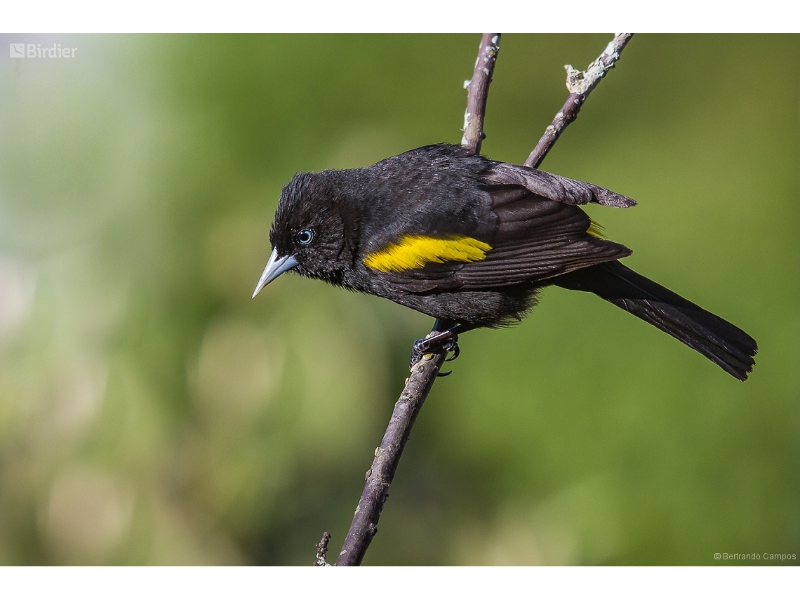 Cacicus chrysopterus